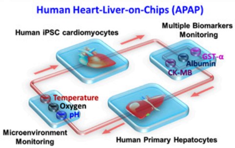 心脏/肝脏芯片示意图（APAP）。