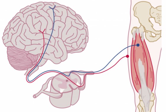 神经/肌肉-多器官芯片模型