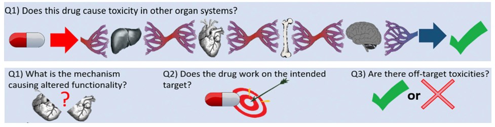 心脏/肝脏/骨骼肌/神经-四器官芯片模型在药物安全性（上图）和有效性（下图）中的应用。
