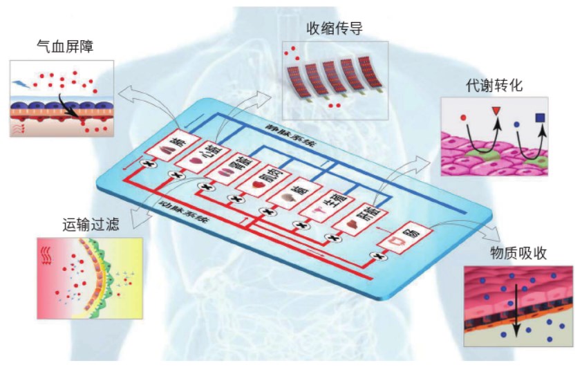 多器官芯片作用示意图