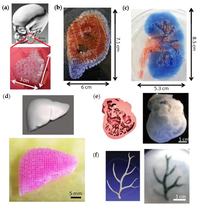 利用3D打印技术构造复杂的生物结构。