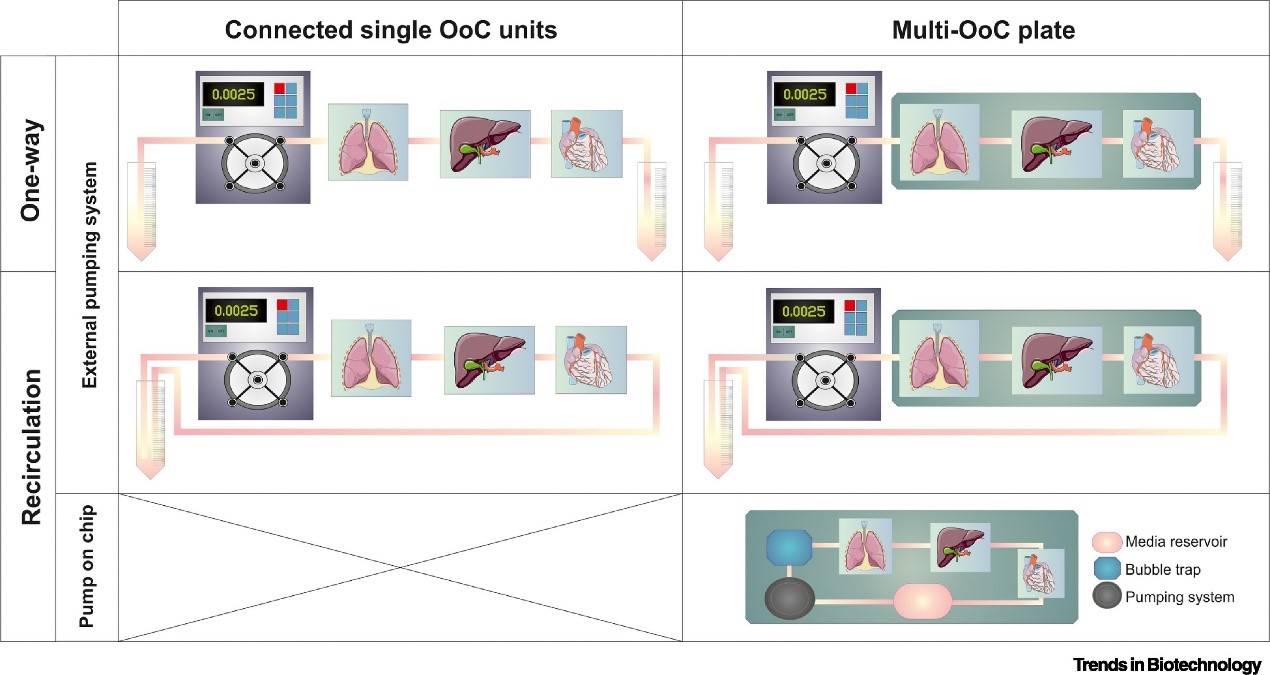 在 Multi-OoC 平台中建立不同器官模型之间通讯的各种策略。 