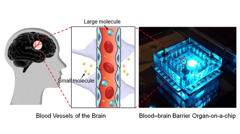 custom-ipsc-derived-bbb-on-chip-service-page.jpg