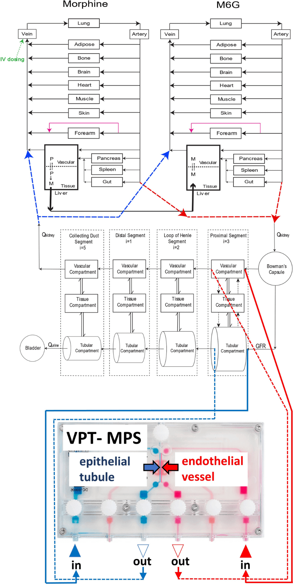 吗啡-M6G母体-代谢物全身PBPK模型的结构