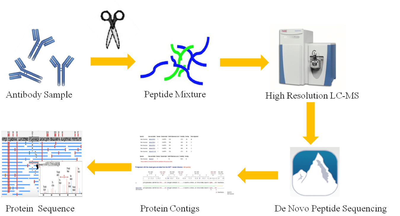 AbSeq™新一代抗体测序平台的常规工作流程