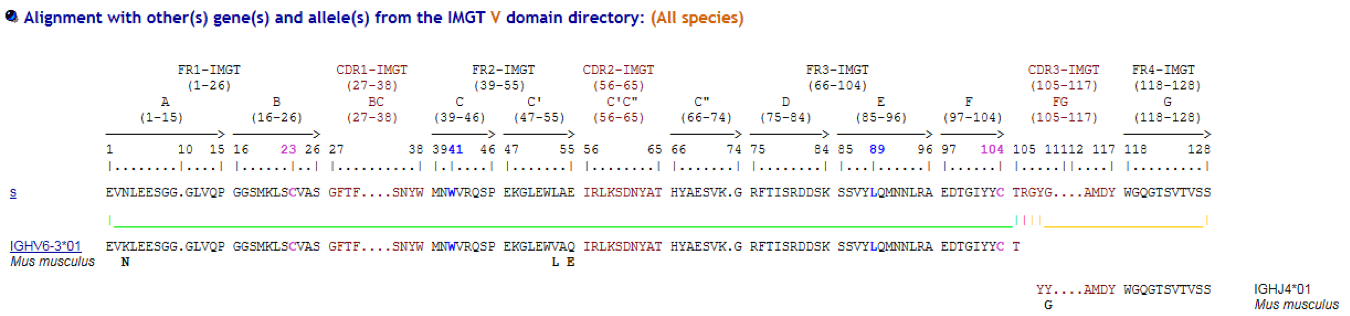 IMGT gap alignment of V(D)J domain