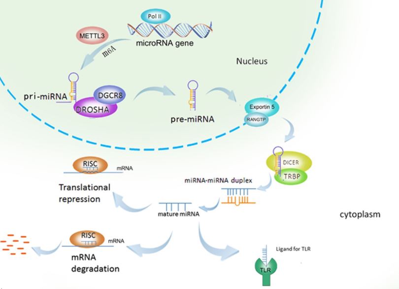 MicroRNA在人类癌症中的作用。