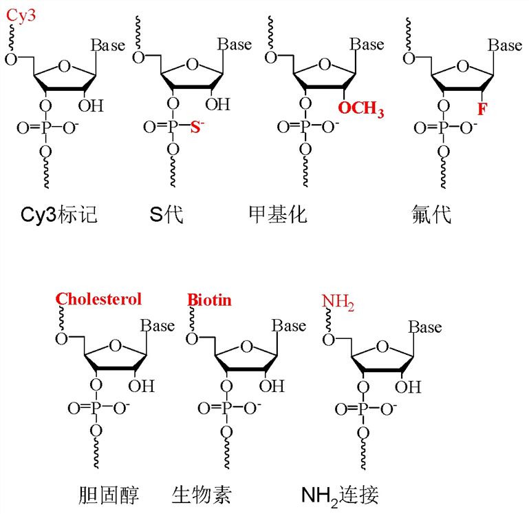 MicroRNA Agomir/ Antagomir 常见的修饰基团。