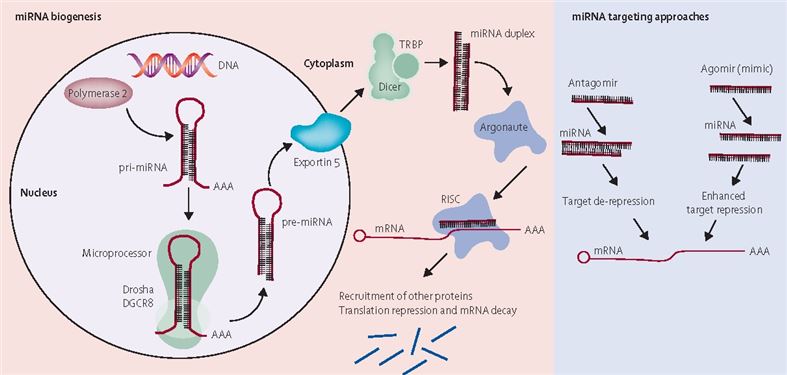 MicroRNA Agomir/ Antagomir 增强或抑制mRNA功能示意图。