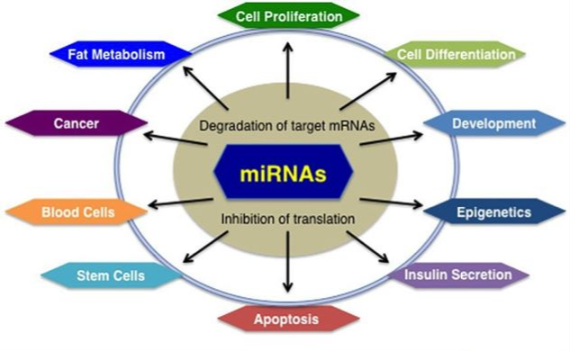 MicroRNA Agomir/Antagomir应用开发服务