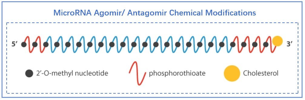 MicroRNA Agomir/Antagomir设计服务