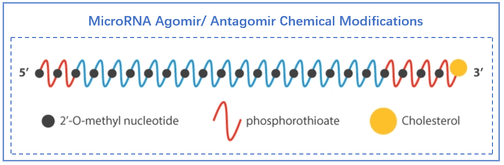 MicroRNA Agomir/Antagomir设计服务