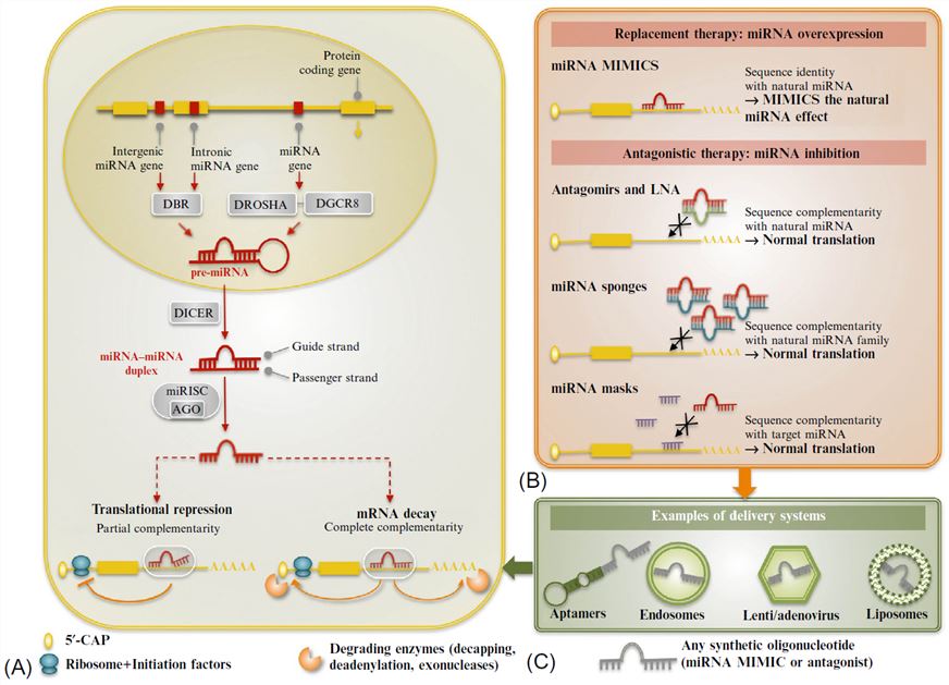 天然miRNA 充当合成miRNA 传递至细胞以发挥模仿或拮抗作用的模型。
