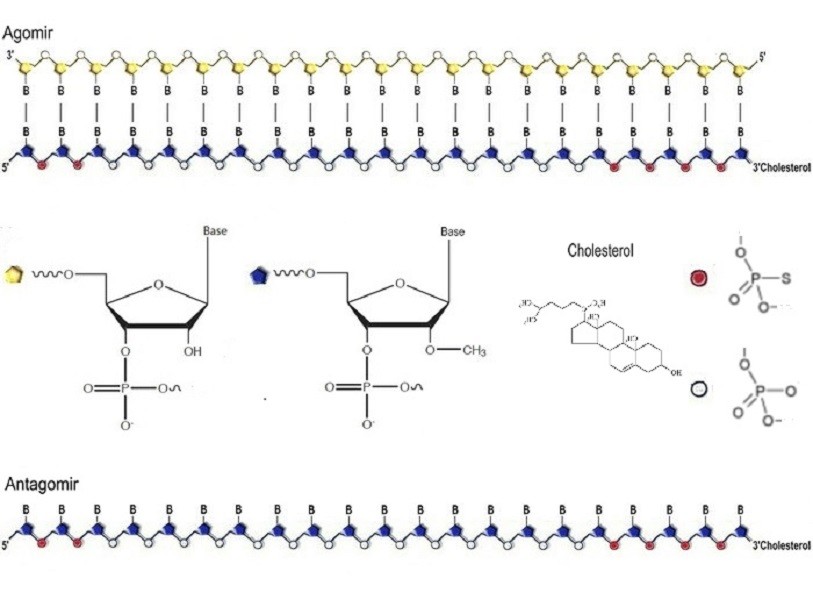 MicroRNA Agomir/ Antagomir结构示意图。