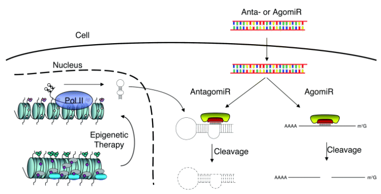 Agomir/Antagomir对miRNA的调控。