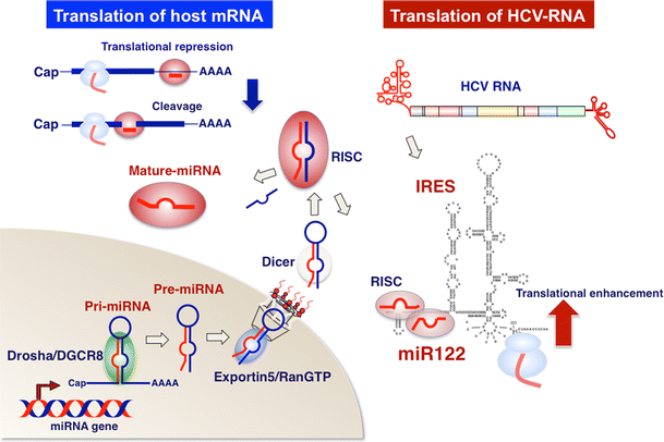 miR-122增强丙肝病毒(HCV) RNA的翻译。