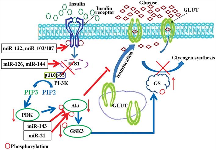 参与胰岛素信号通路和糖代谢的MicroRNA。