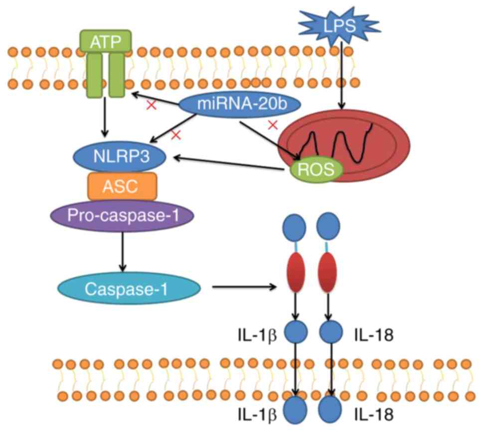 MiRNA-20b通过靶向NLRP3抑制脑缺血诱导的炎症反应。