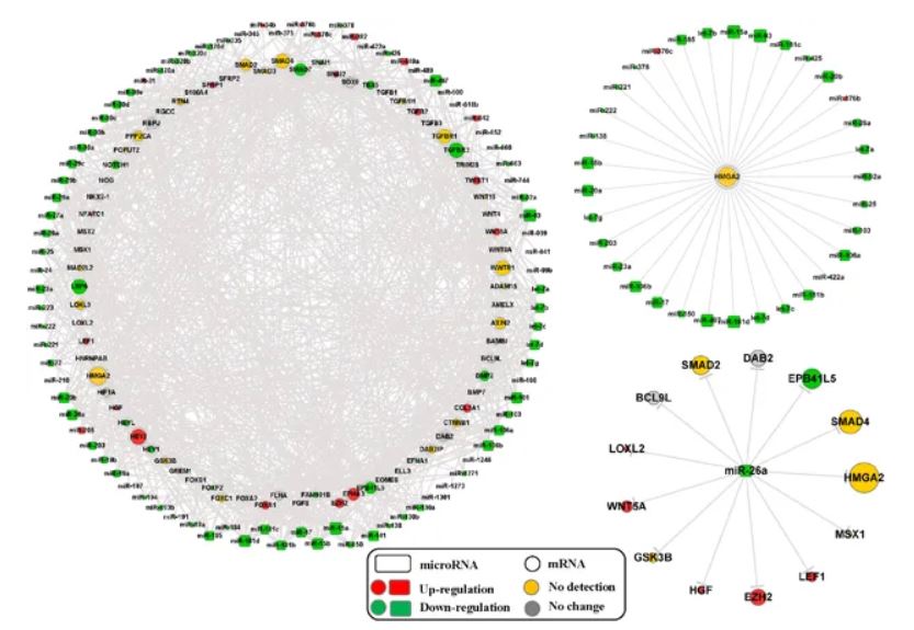 IPF miRNA和EMT相关基因的调控网络。