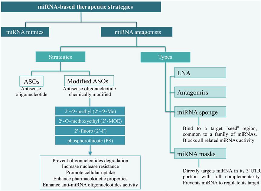 基于miRNA的治疗策略的示意图，包括miRNA 模拟物和miRNA 拮抗剂