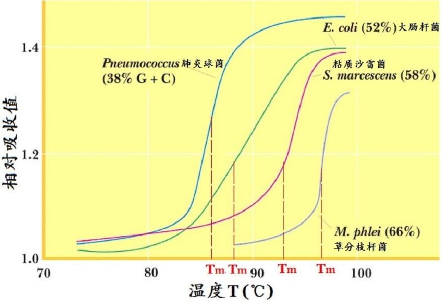 GC含量对DNA Tm的影响。
